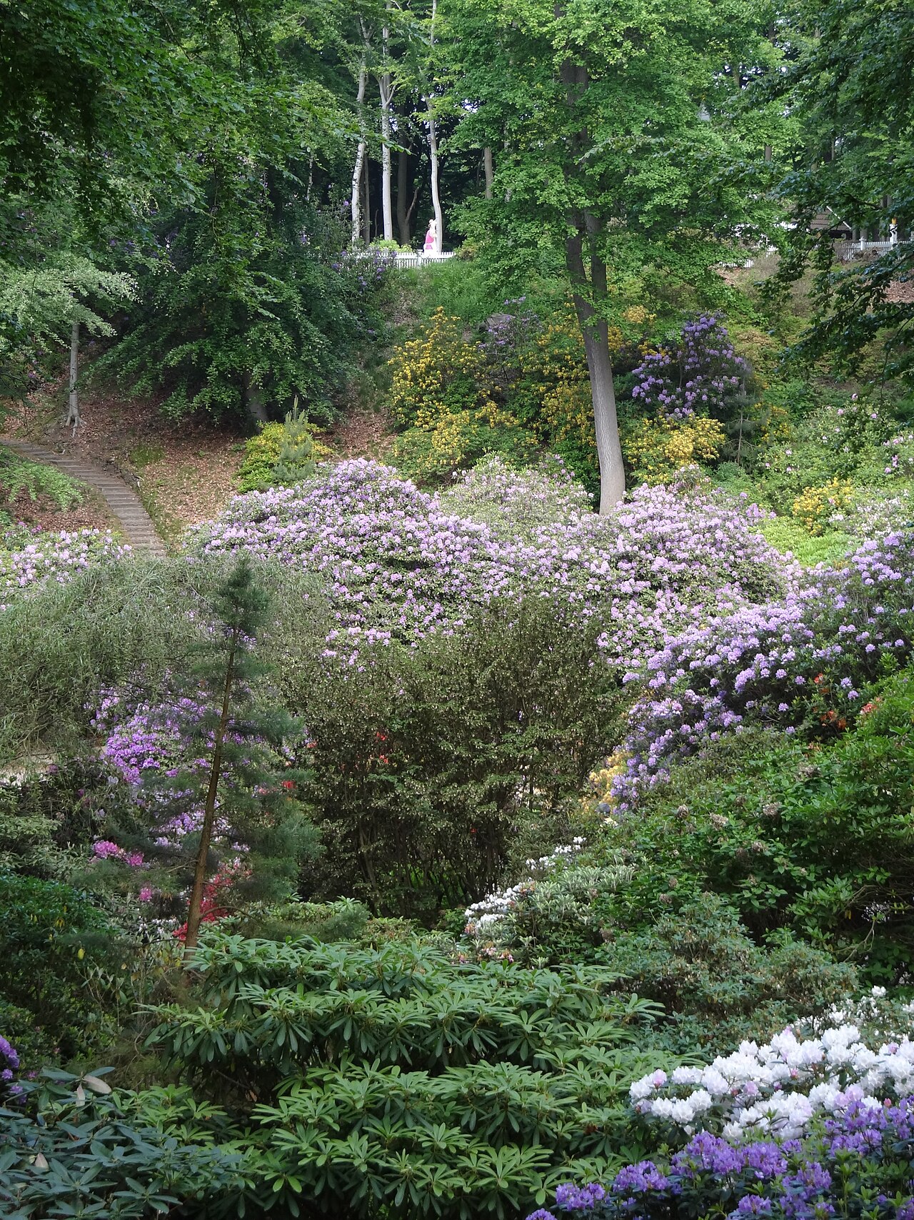 Grădinile cu rododendroni de la Sofiero